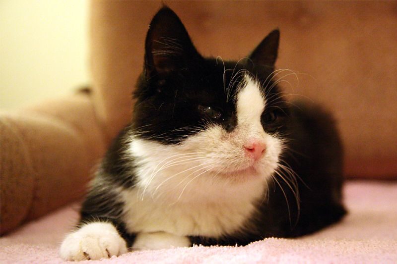 Katten Adela