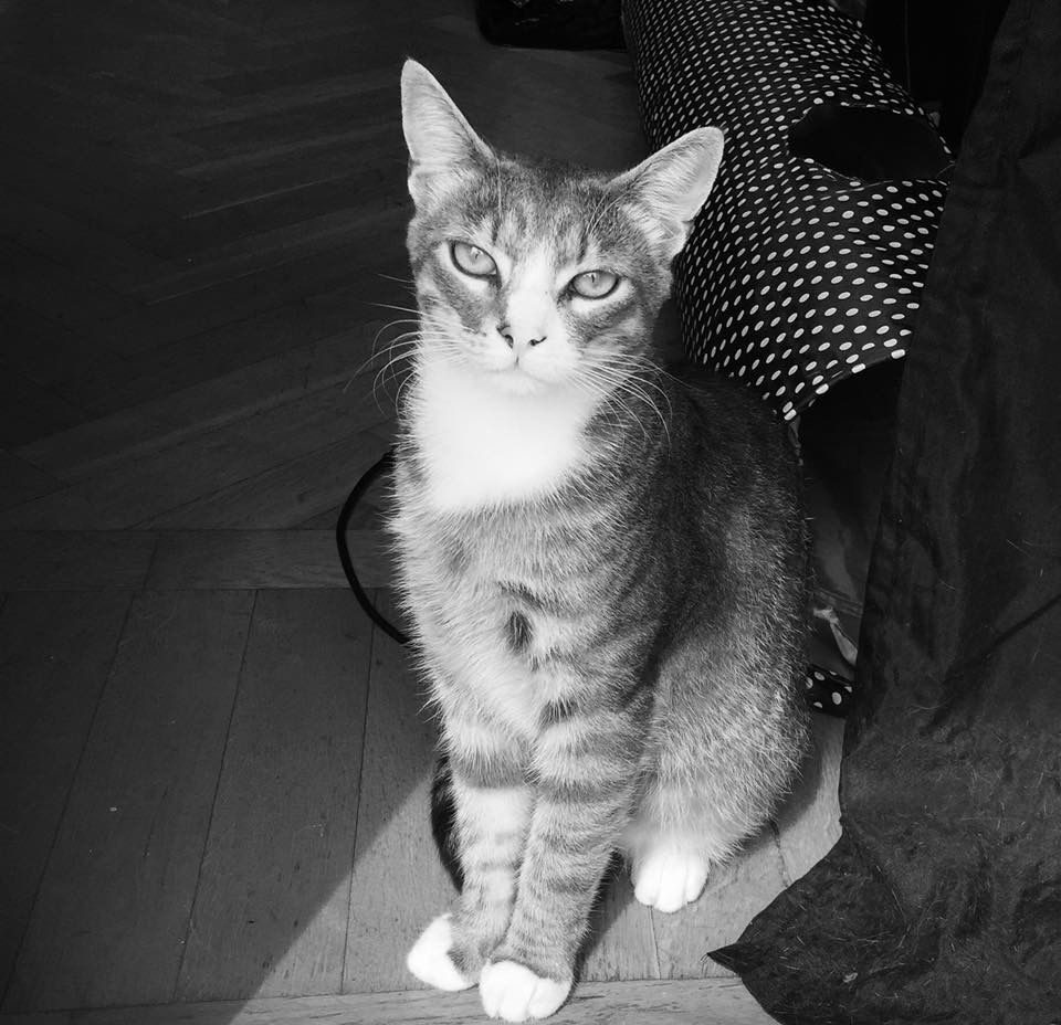 Katten Castor