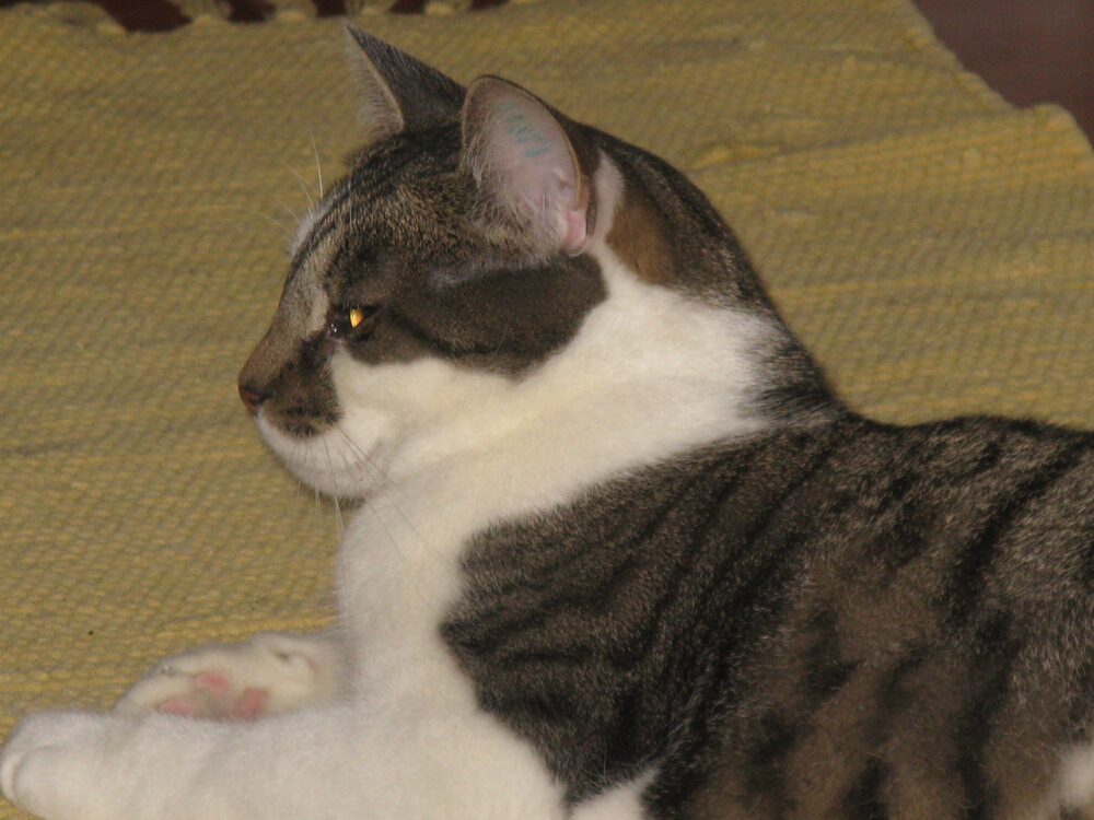 Katten Elmer