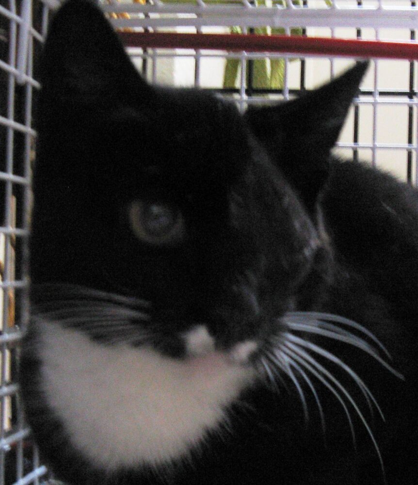 Katten Fia-Susanna