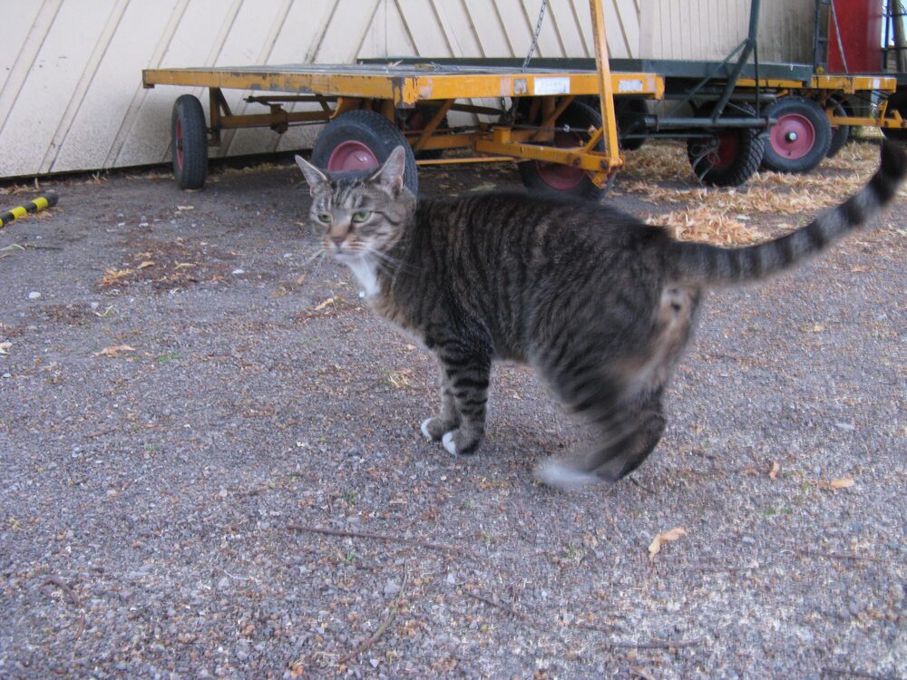 Katten Fjollan