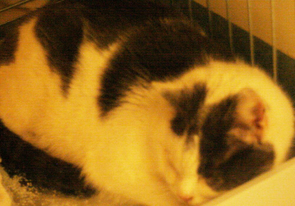 Katten Fritiof