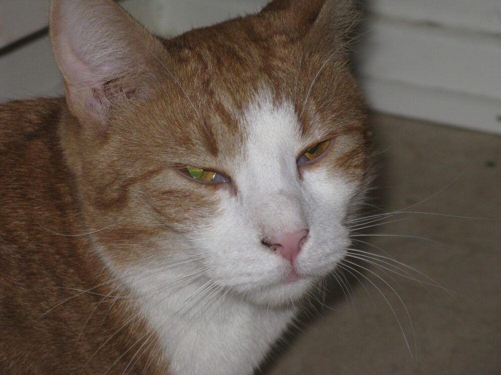 Katten Gustav