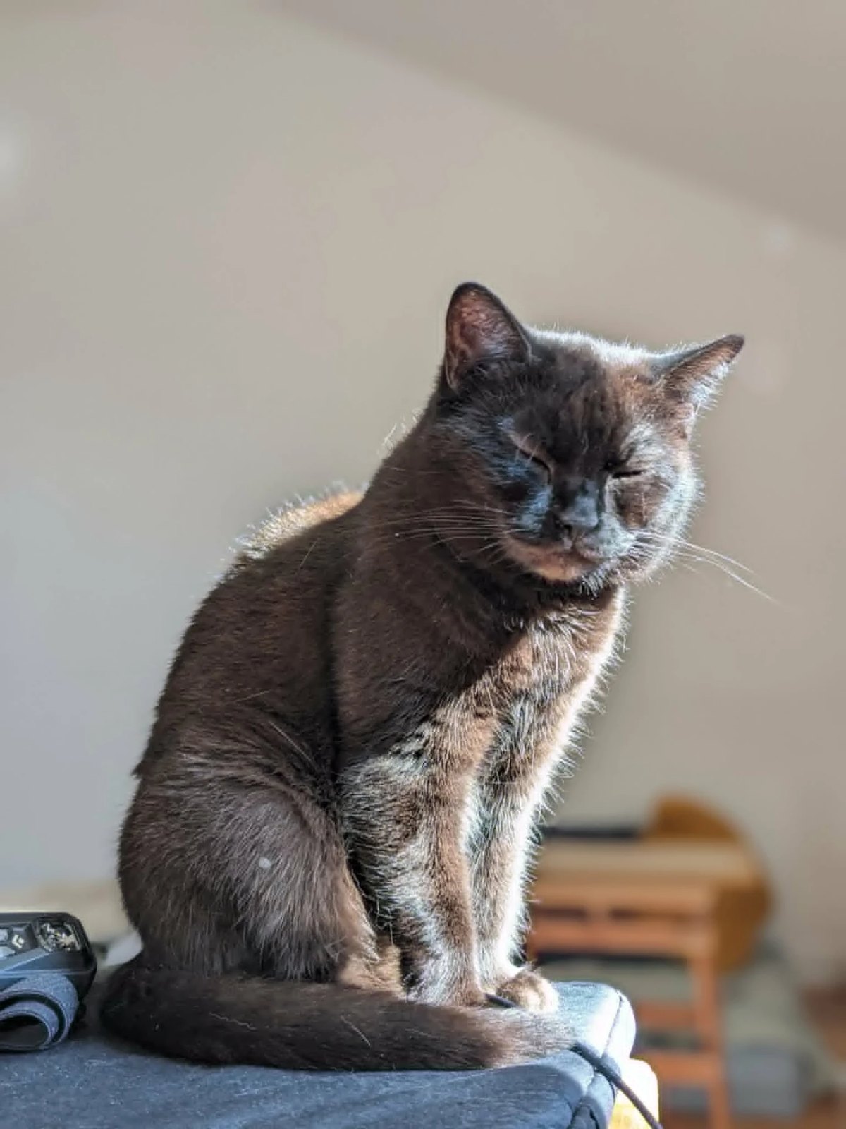 Katt som sitter i eftermiddagssolen inomhus hos ett av FFK:s stödhem