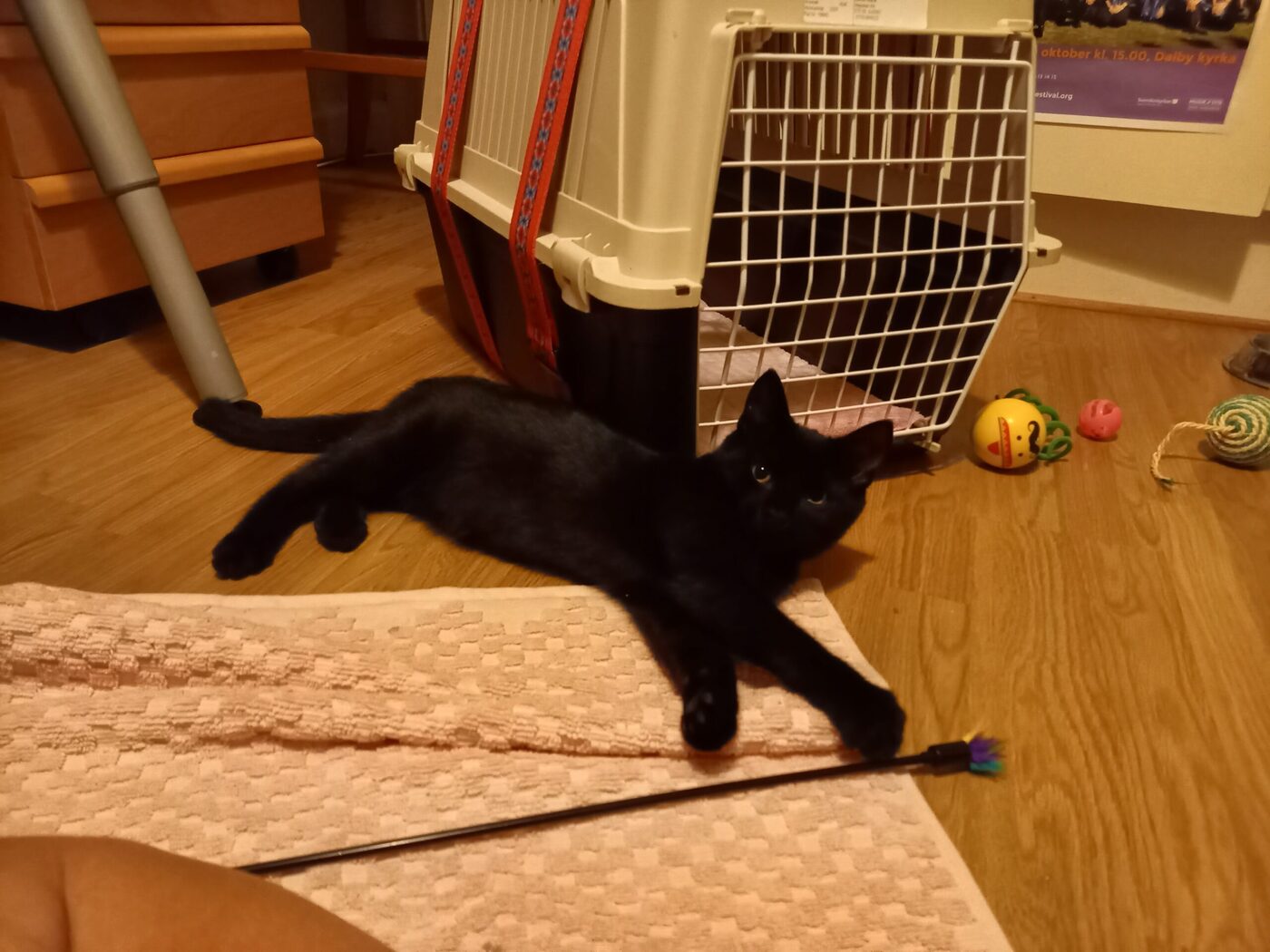 Katten Kaj ligger och vilar inomhus