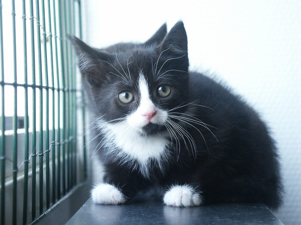 Katten Kajsa