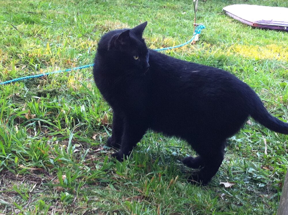 Katten Kent
