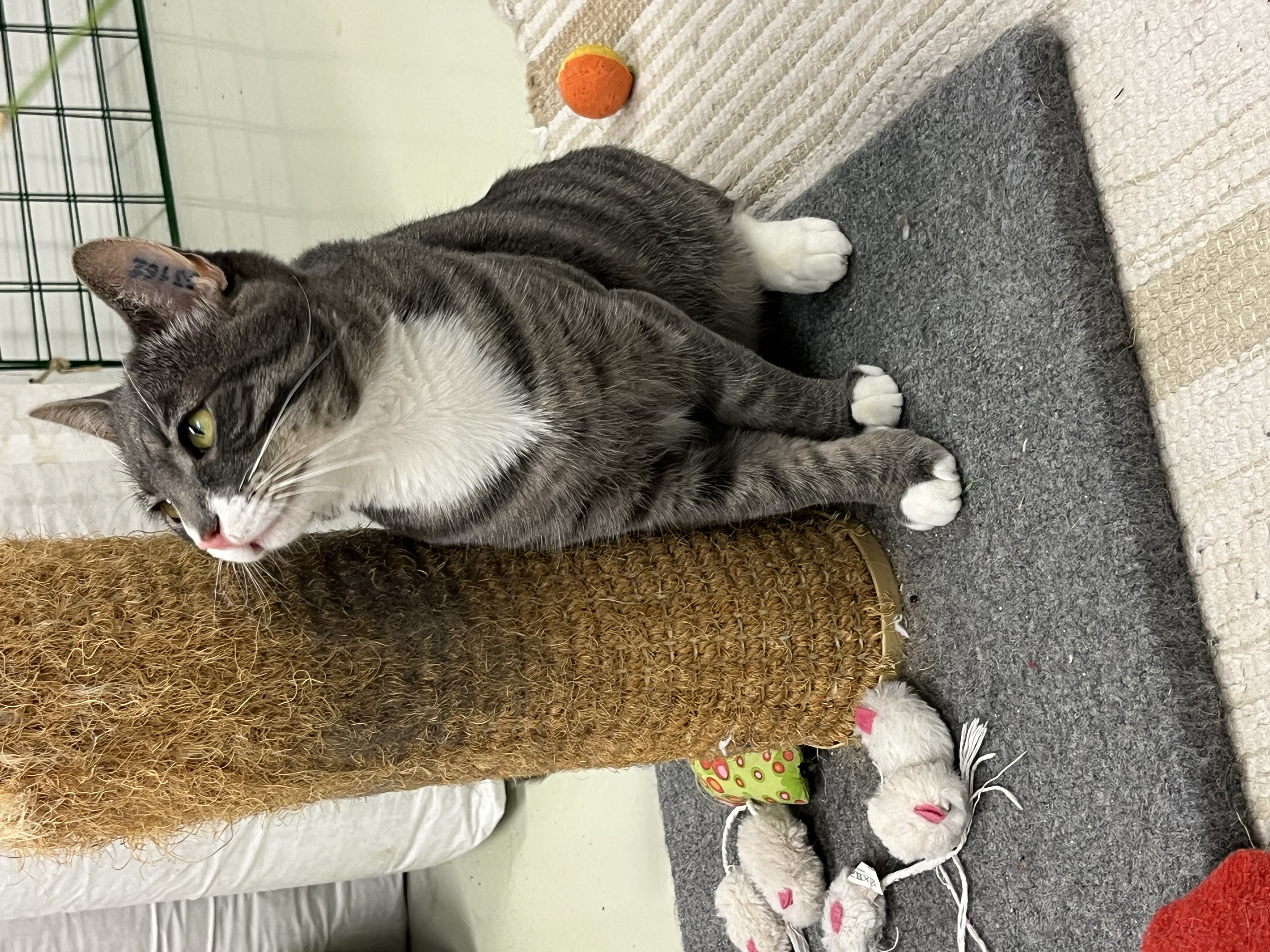 Katten Kevin
