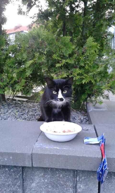 Katten Kissemjau