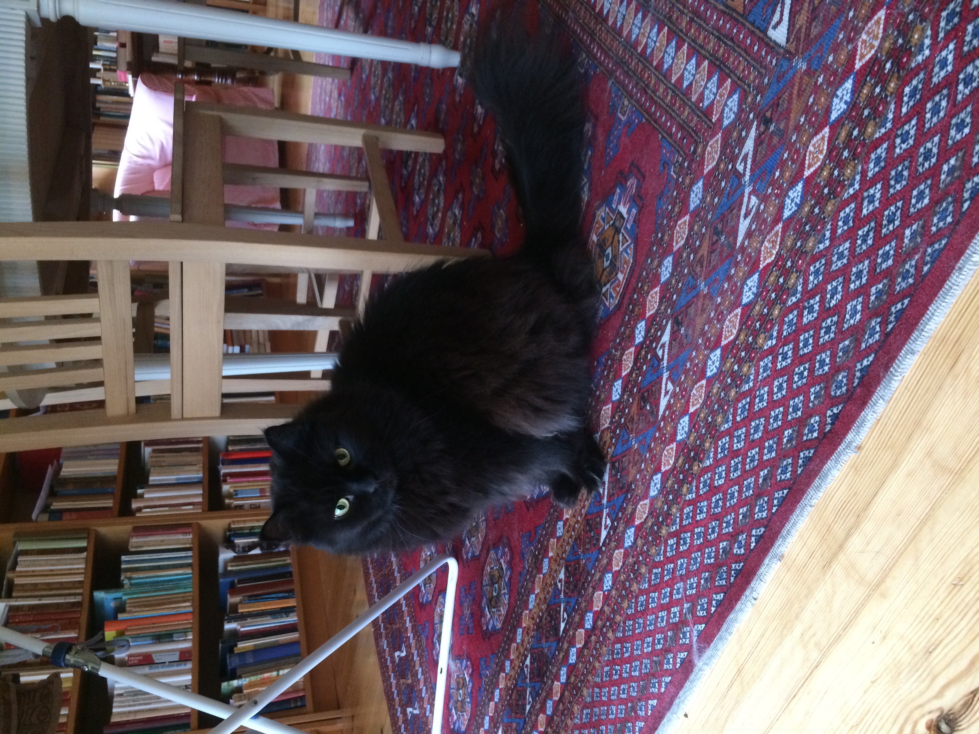 Katten Klampe-Roy