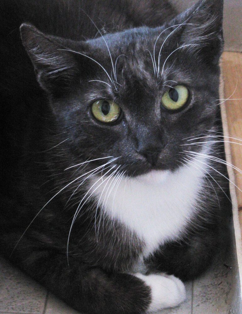 Katten Kristina