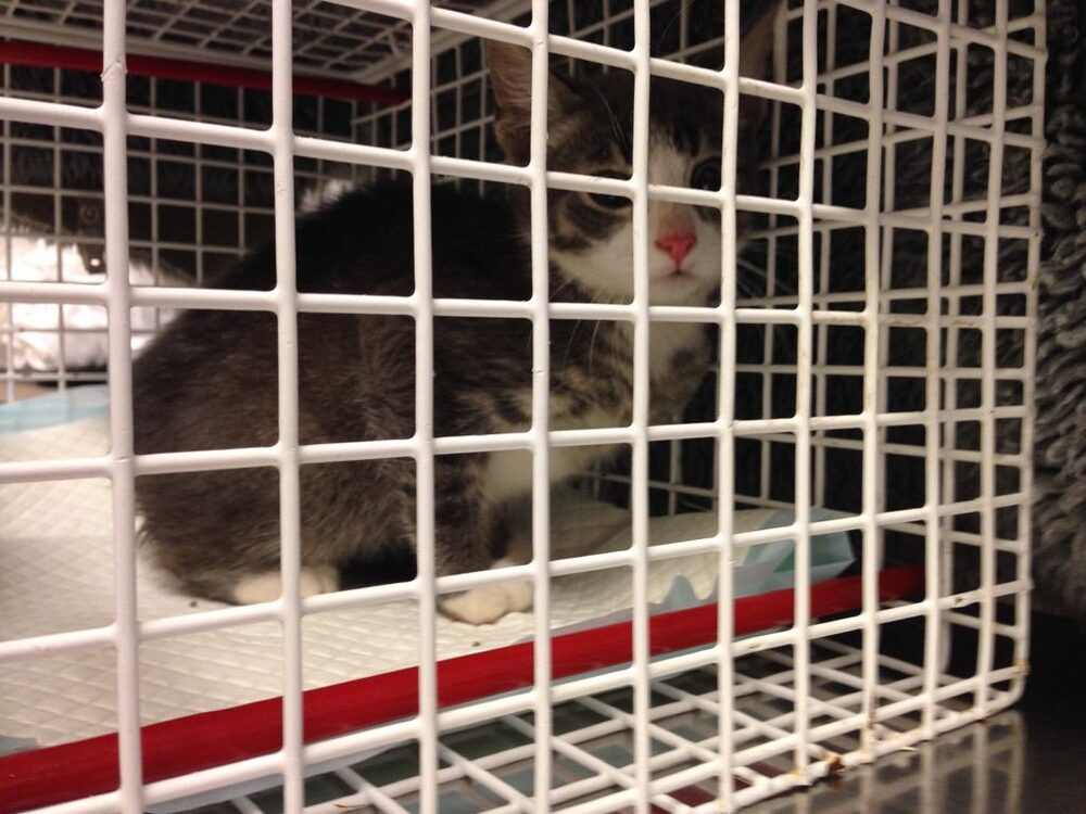 Katten Lilja
