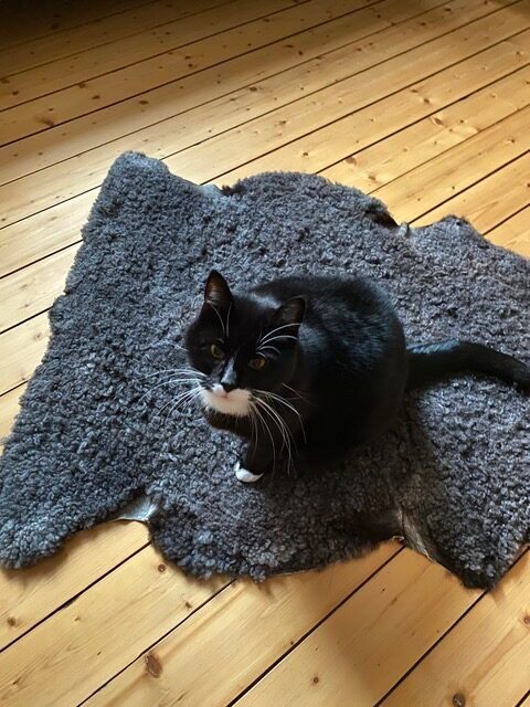 Katten Lillstrimma