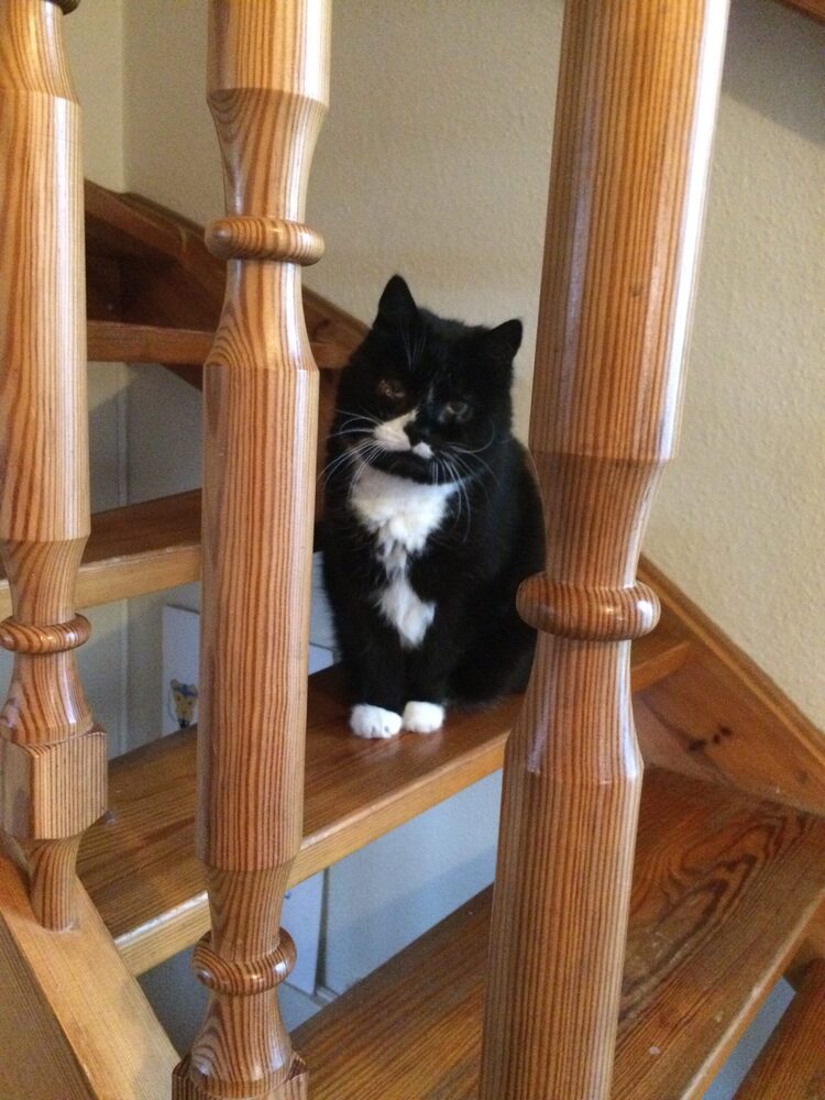 Katten Liso