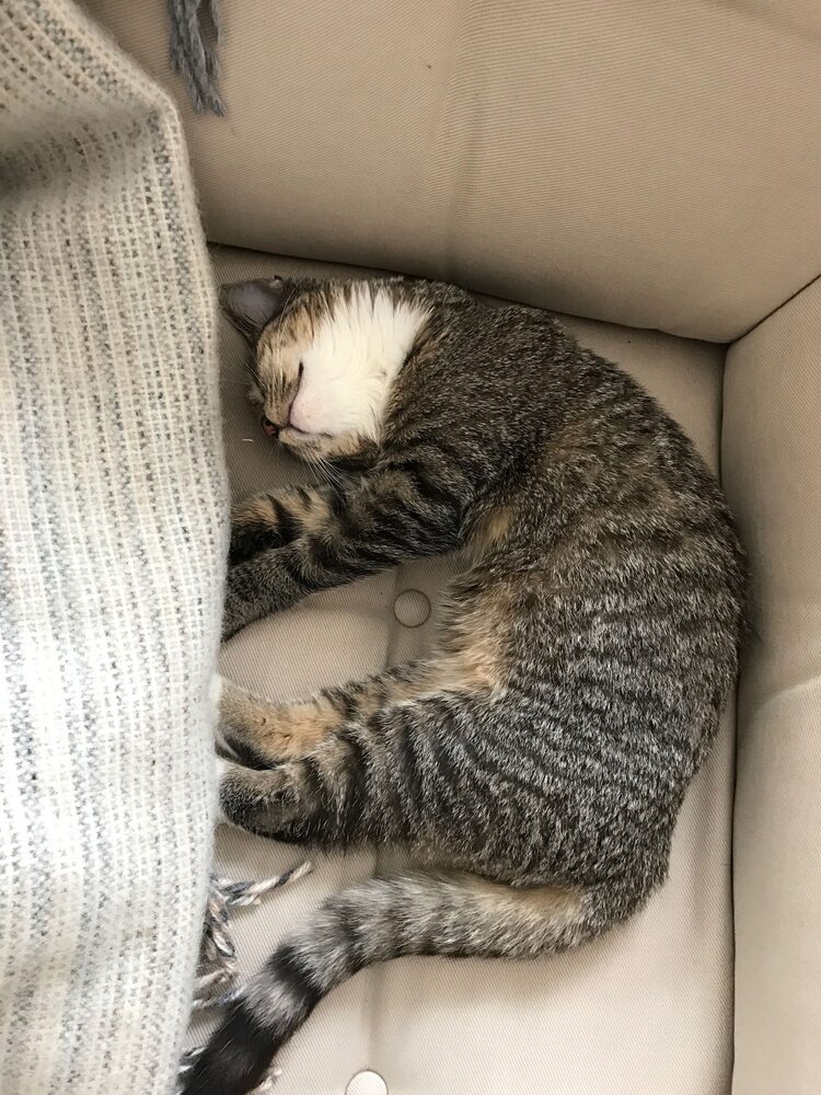 Katten Malin