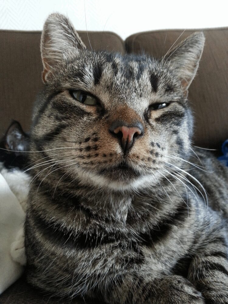 Katten Mandu
