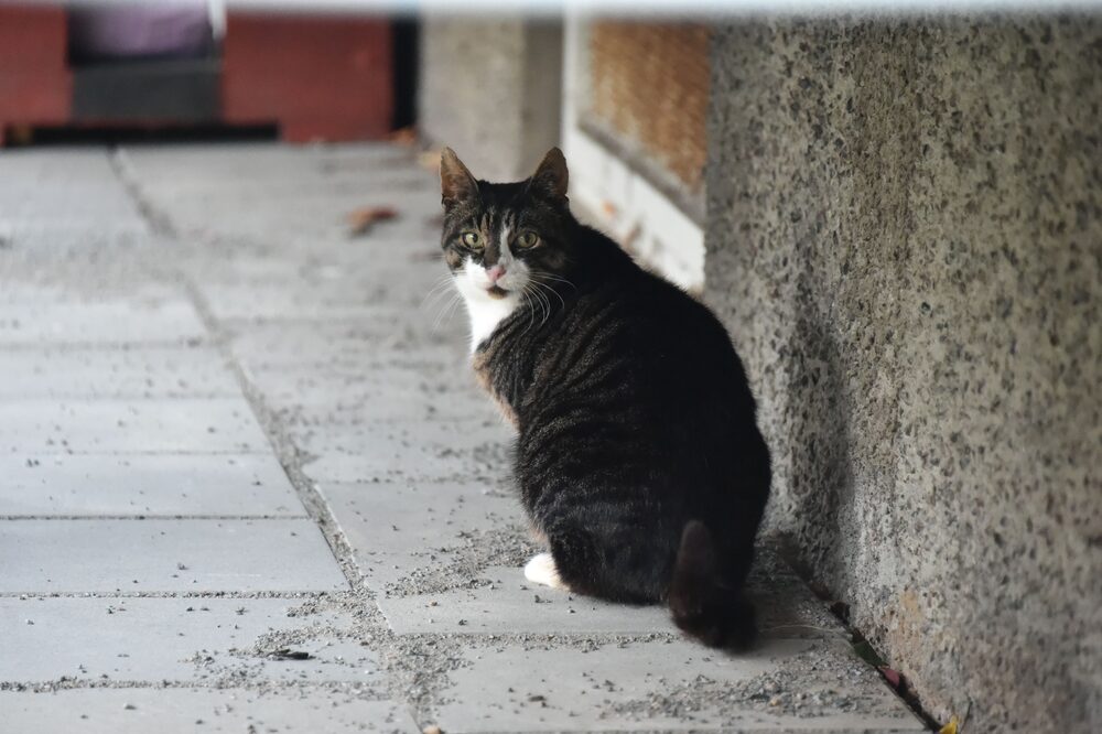 Katten Månsie
