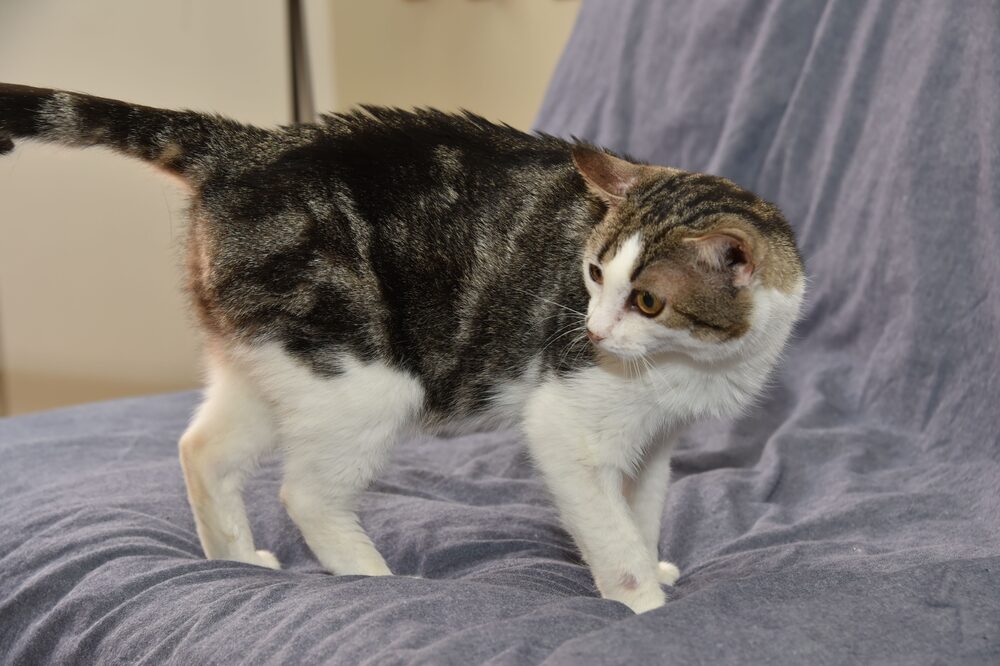 Katten Marvin