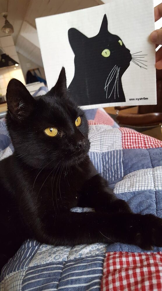 Katten Micha