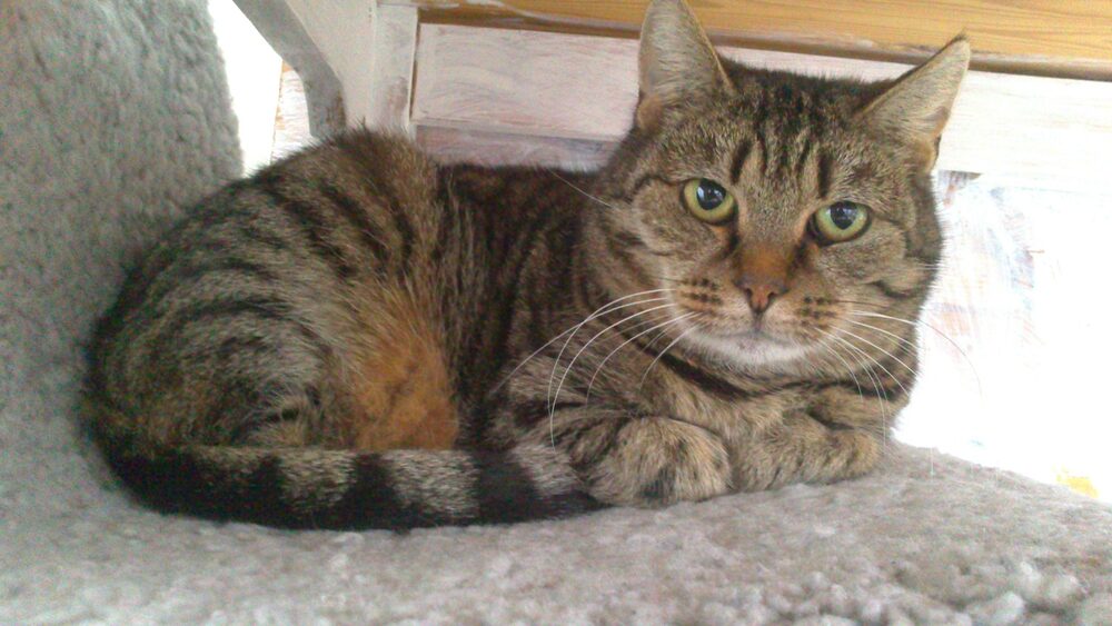 Katten Miranda