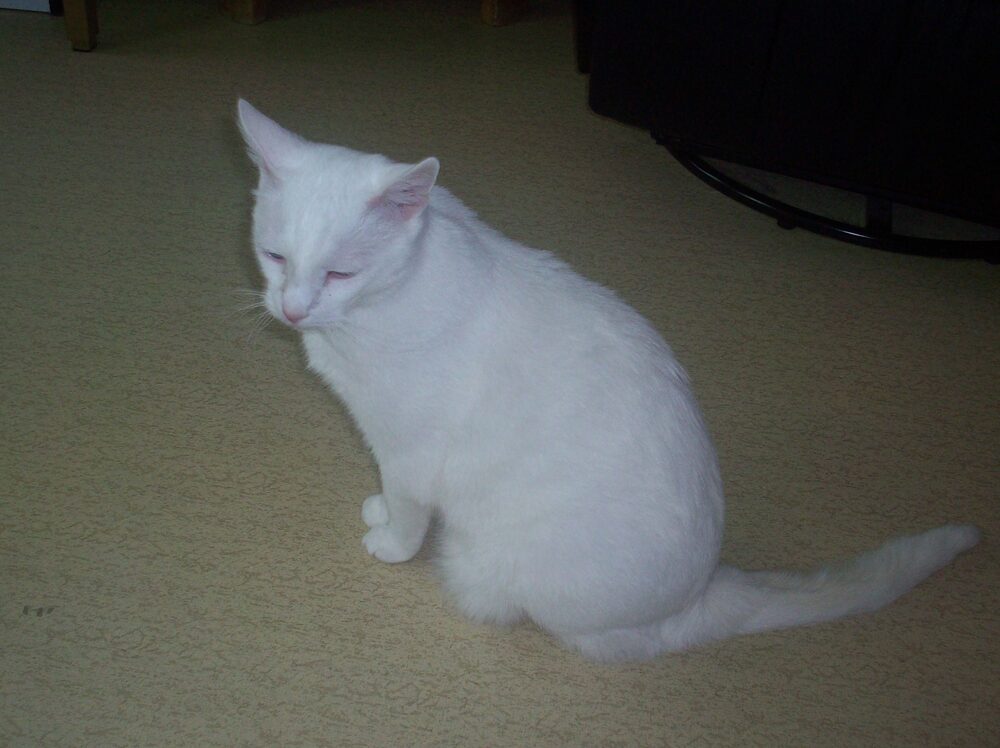 Katten Pontus