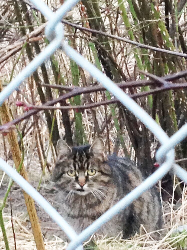 Katten Ragni