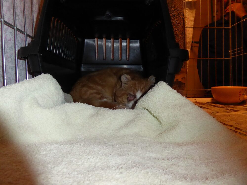 Katten René