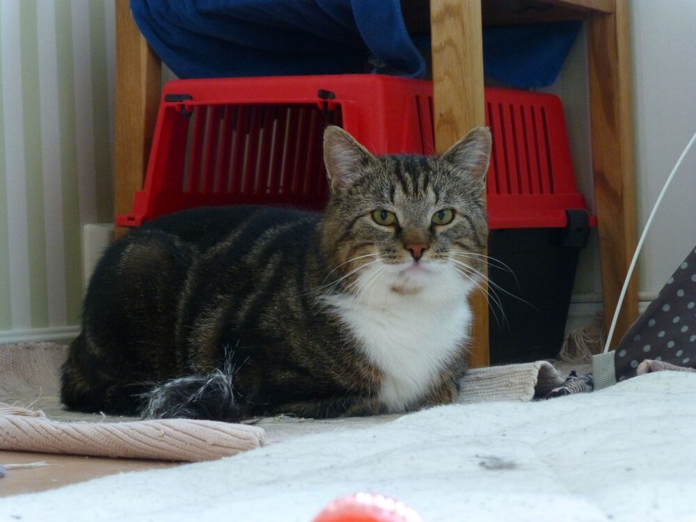 Katten Robbin