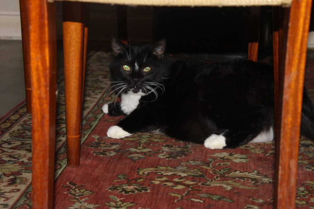 Katten Simon