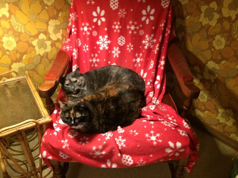 Katten Sofia