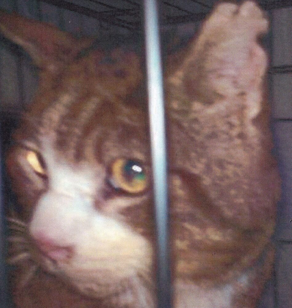 Katten Sonny