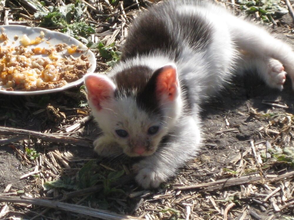 Katten Sötnos