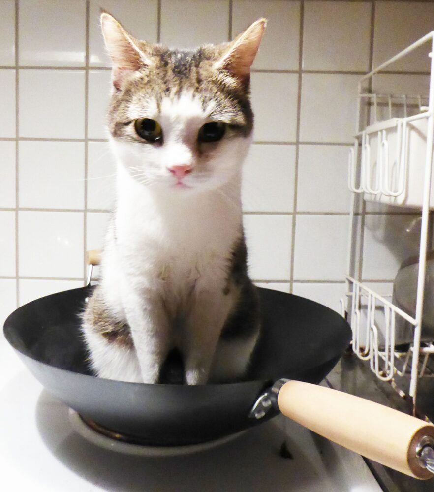 Katten Stämma