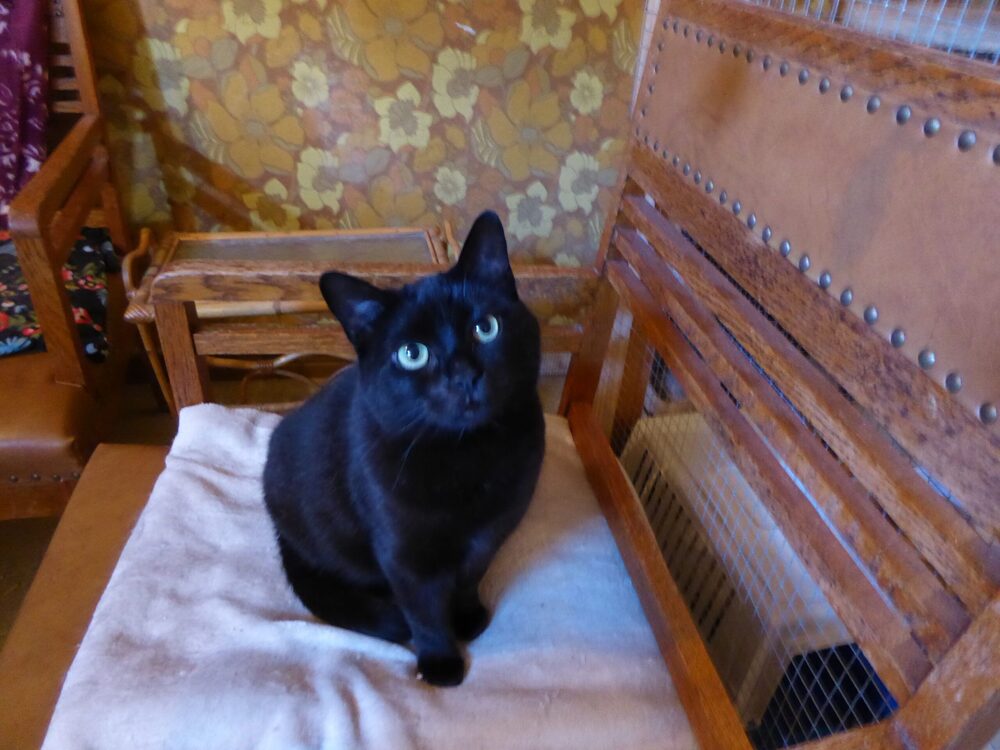 Katten Svarta Petra