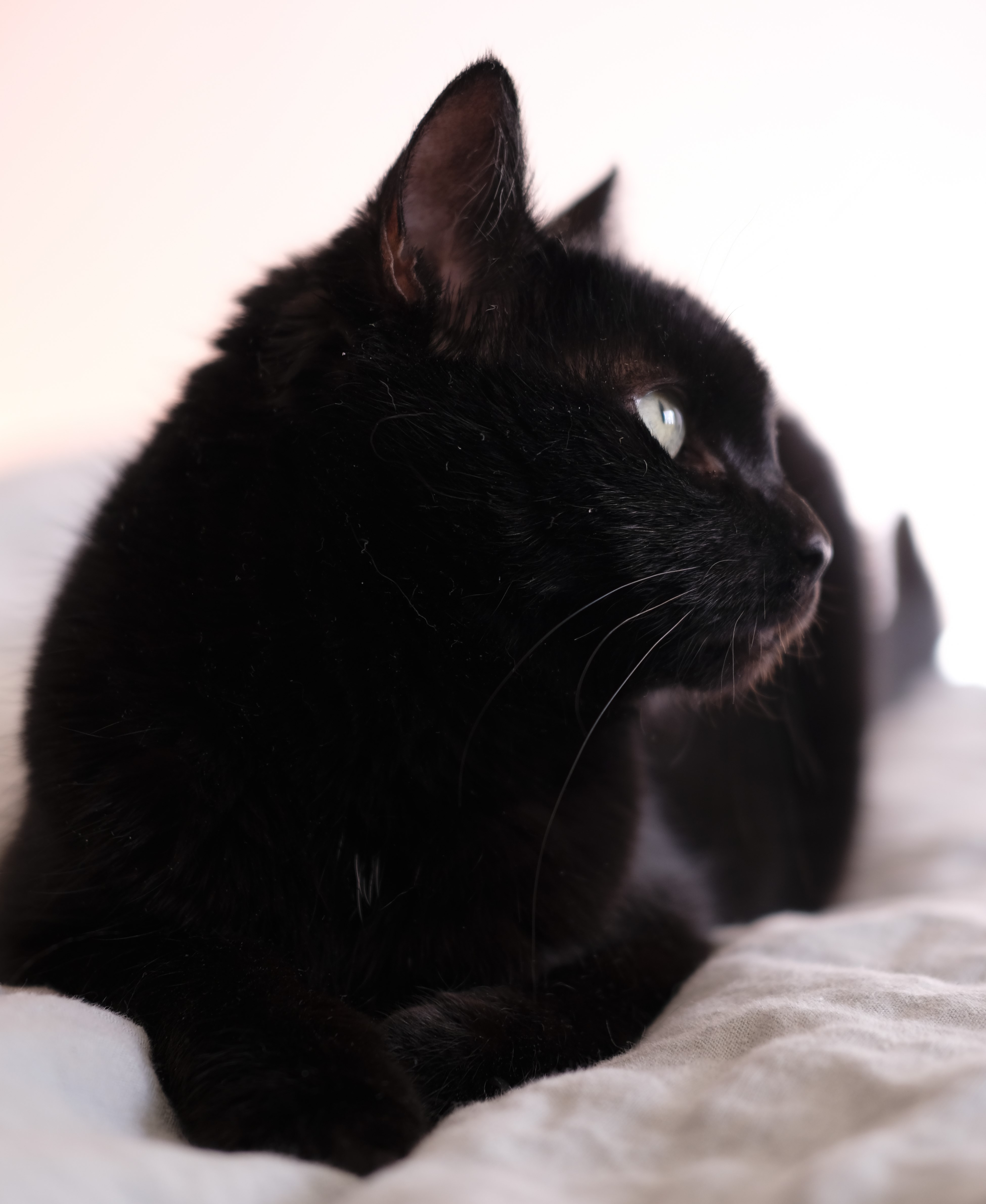 Katten Svartfnul