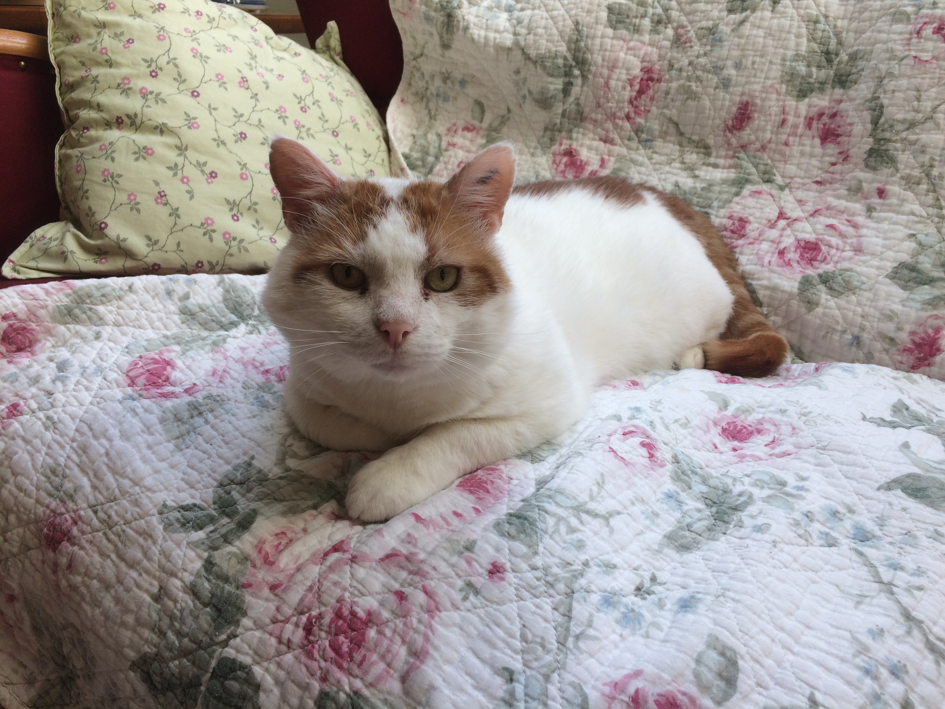 Katten Svennis