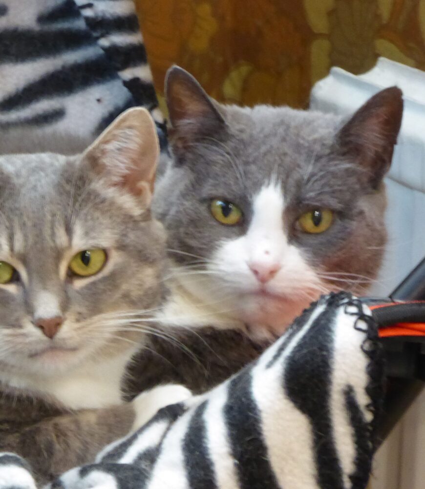 Katten Tove